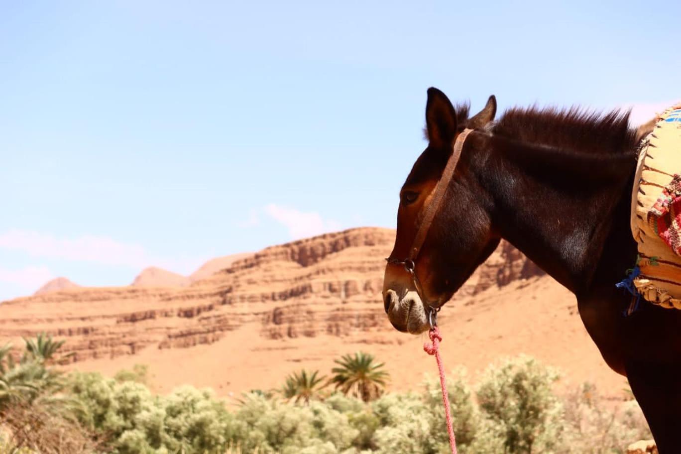 Gite D'Etape Ziz Oasis Achbarou Exterior foto